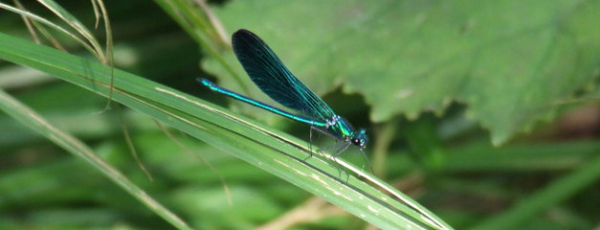 Caloptéryx vierge (Calopteryx v. meridionalis) mâle © Marine cornet / Corif-LPO IDF